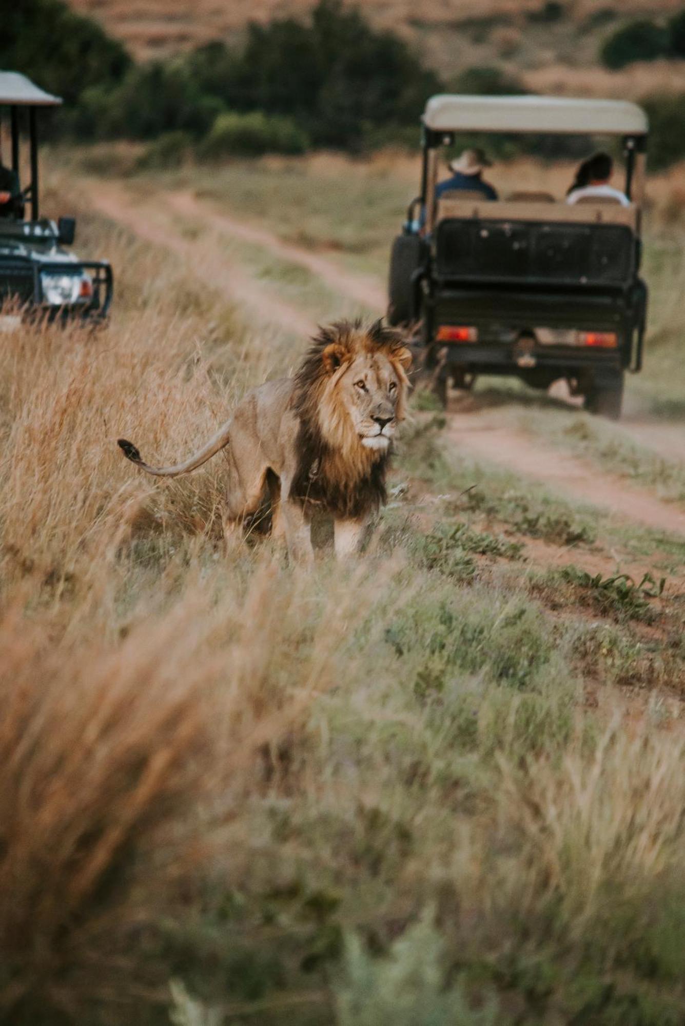 Matingwe Lodge Hartbeestfontein Esterno foto
